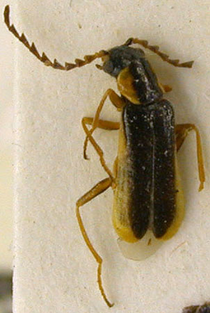 Haplomalachius forticornis, paratype, color image