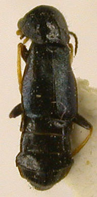 Paratinoides apterus, color image