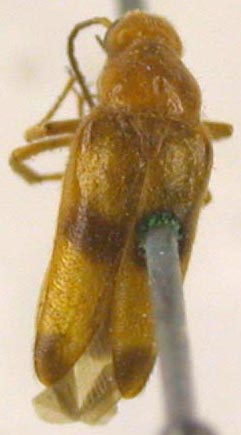 Gnathonemula gracilis, paratype, color image