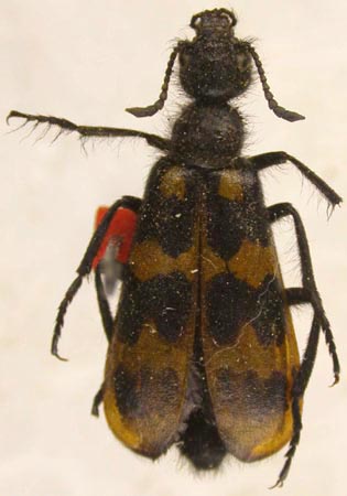 Mylabris kirgisica, paratype, color image