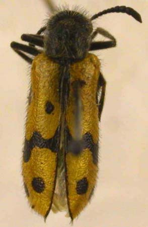 Mylabris nigropubescens, paratype, color image