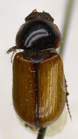 Aphodius aralicus, paratype, color image