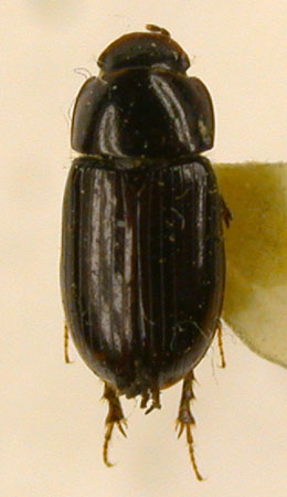 Aphodius dzhungaricus, paratype, color image