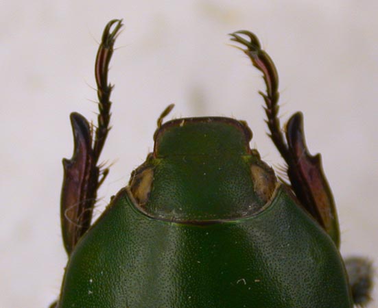 Callistethus waterstraati bawangensis, paratype, color image
