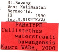 Paratype lables, color image