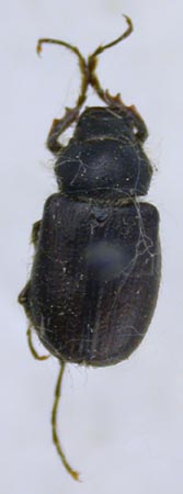 Hemictenius badkhyzicus, paratype, color images
