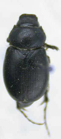 Hemictenius badkhyzicus, paratype, color image