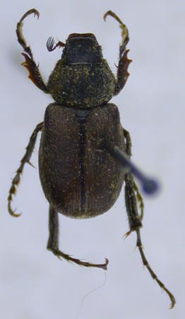 Hemictenius kryzhanovskii, paratype, color image