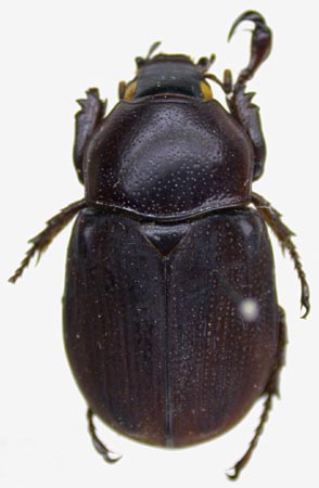 Peltonotus sulawesiensis, paratype, color image