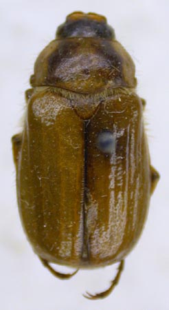 Rhizotrogus (Amphimallon) irtishensis, paratype, color image