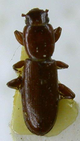 Belopus tuvensis, holotype, color image