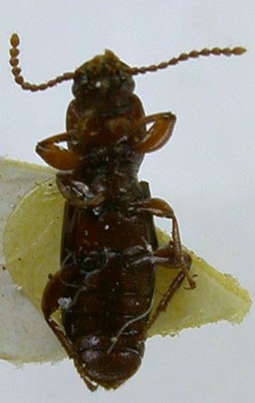 Belopus tuvensis, paratype, color image