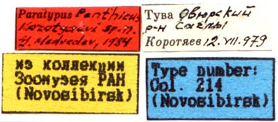 Penthicus korotyaevi, paratype labels, color image