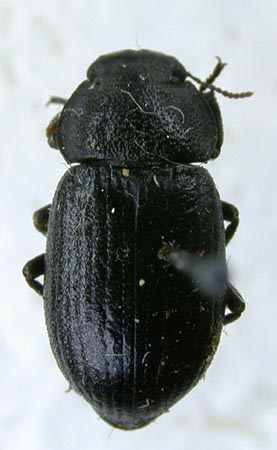 Penthicus korotyaevi, paratype, color image