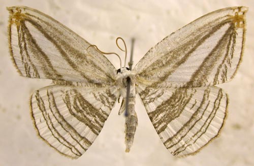 Acropteris iphiata, color image