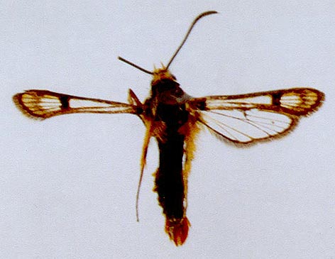 Chamaesphecia bagandara, color image