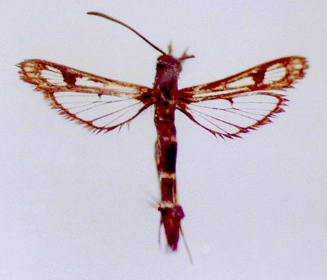 Dipchasphecia altaica, color image