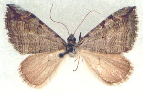 Aplocera hissara, holotype, color image