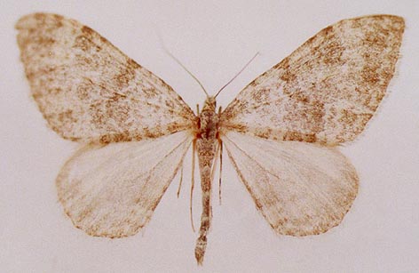 Entephria chorogensis, color image