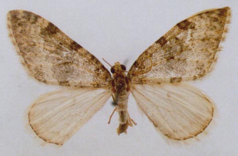 Entephria ignorata vladimiri, holotype, color image