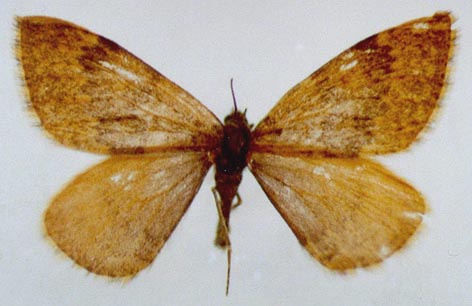 Entephria olgae, holotype, color image