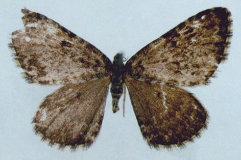 Entephria polata transsibirica, holotype, color image