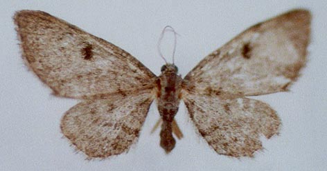 Eupithecia assa, color image