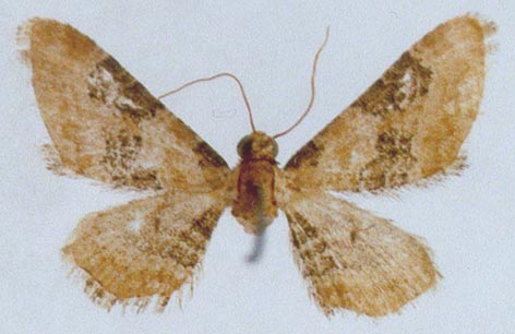 Eupithecia turkmena, color image