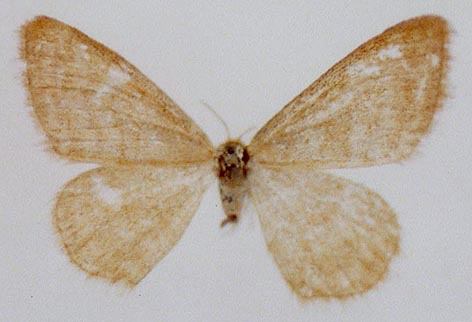 Idaea pallidata similiformis, holotype, color image