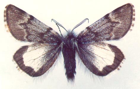 Leucobraphos middendorffi, color image