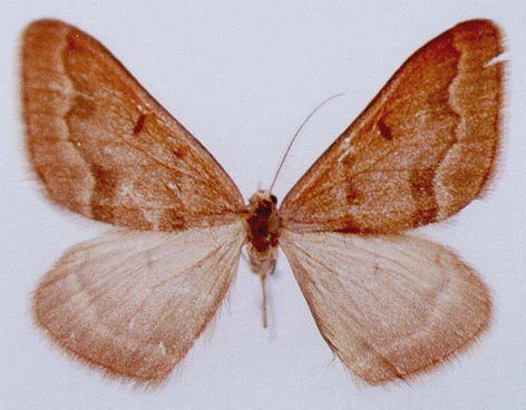 Rhodostrophia tyugui, holotype, color image