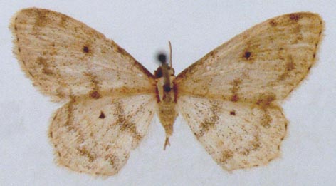 Scopula agutsansis, holotype, color image