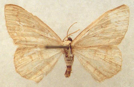 Scopula eunupta, holotype, color image