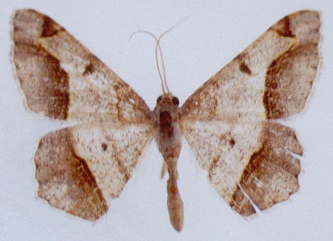 Semiothisa kuhitangiensis, holotype, color image