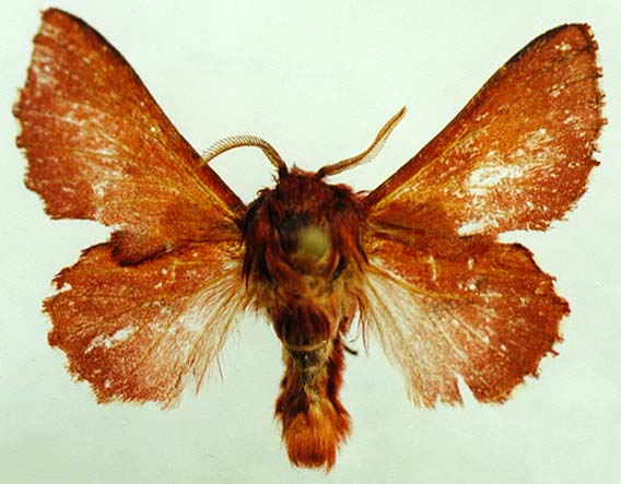 Phyllodesma jurii, color image
