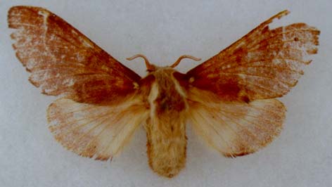 Streblote primigenum kuhitangicum, paratype, female, color image