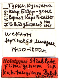 Streblote primigenum kuhitangicum holotype labels, color image