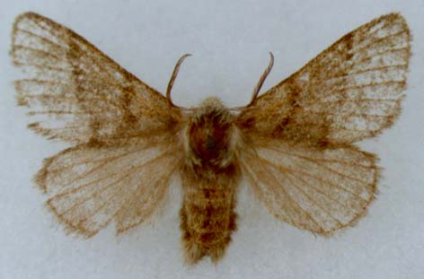 Trichiura mirzayani kopetdaghi, paratype, female, color image