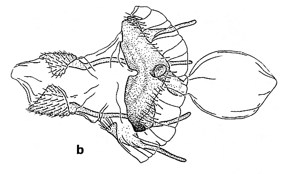 Trichiura mirzayani kopetdaghi, paratype, female genitalia