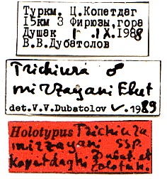 Trichiura mirzayani kopetdaghi holotype labels, color image