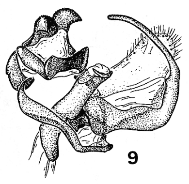 Trichiura mirzayani kopetdaghi, paratype, male genitalia