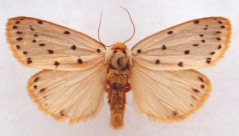Stigmatophora micans, color image