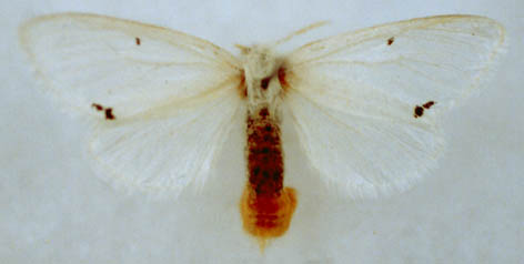Euproctis kogistana, female, paratype, color image