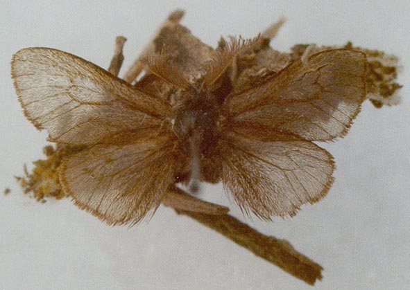 Acanthopsyche murzini, paratype, color image