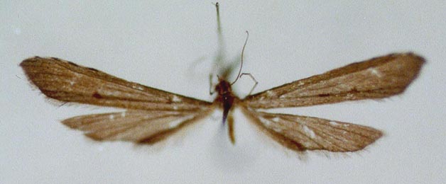 Agdistis kulunda, holotype, color image