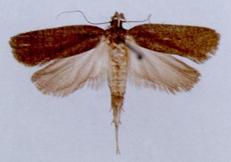 Agonopterix dubatolovi, color image