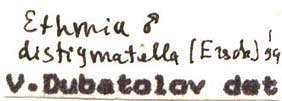 Ethmia distigmatella label, color image