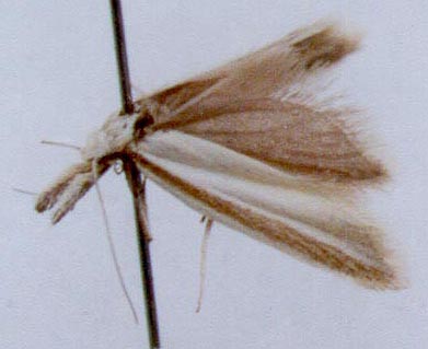 Pleurota malatya atrostriata, color image