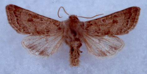 Agrochola dubatolovi, holotype, color image