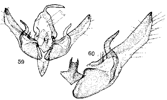 Agrochola dubatolovi paratype genitalia